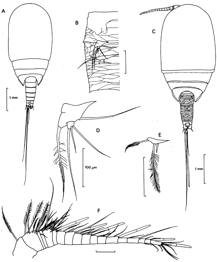 Species Benthomisophria palliata - Plate 1 of morphological figures
