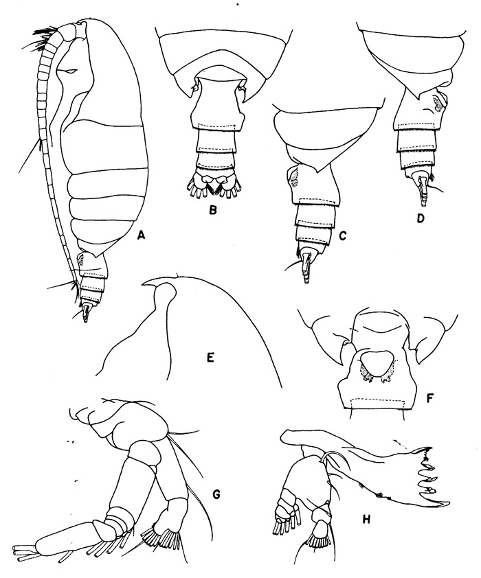 Espce Pseudochirella spectabilis - Planche 1 de figures morphologiques