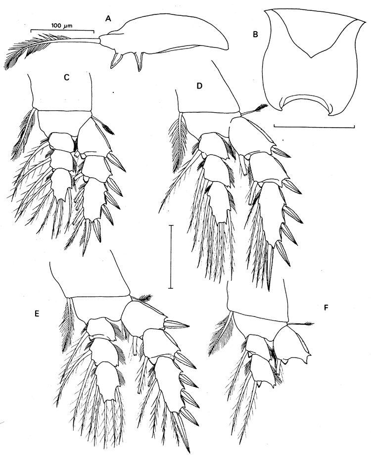 Species Benthomisophria palliata - Plate 3 of morphological figures
