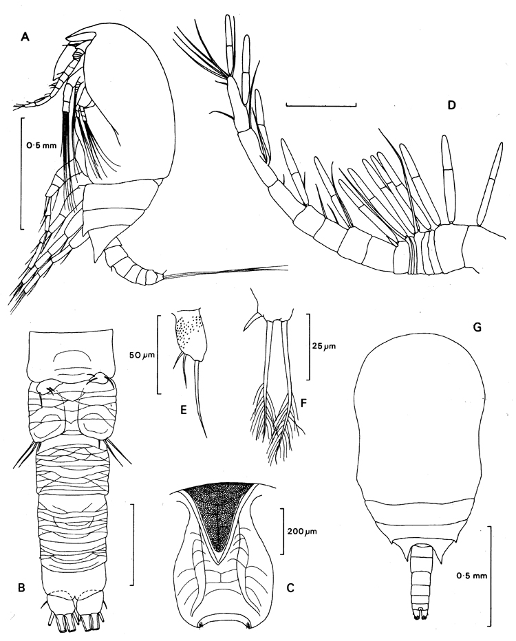 Species Benthomisophria cornuta - Plate 3 of morphological figures