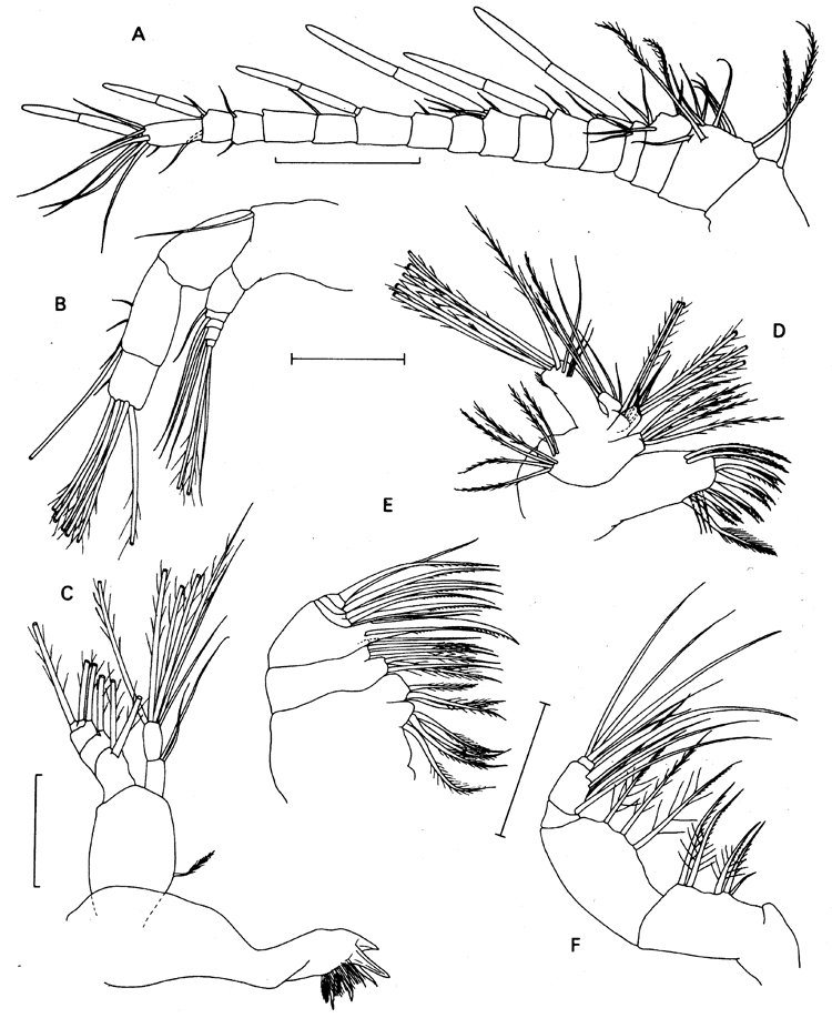 Species Benthomisophria cornuta - Plate 4 of morphological figures