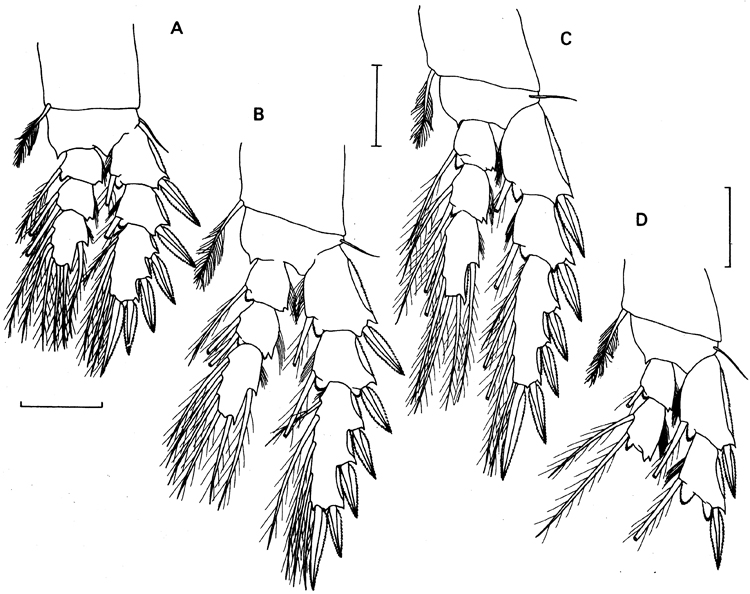 Espce Benthomisophria cornuta - Planche 5 de figures morphologiques