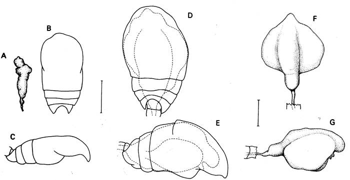 Species Benthomisophria palliata - Plate 12 of morphological figures