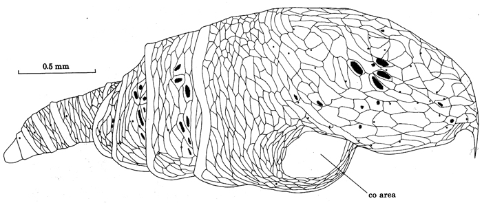 Espce Benthomisophria palliata - Planche 6 de figures morphologiques