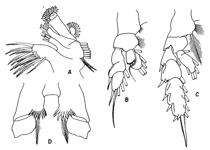 Espce Pseudochirella spectabilis - Planche 2 de figures morphologiques