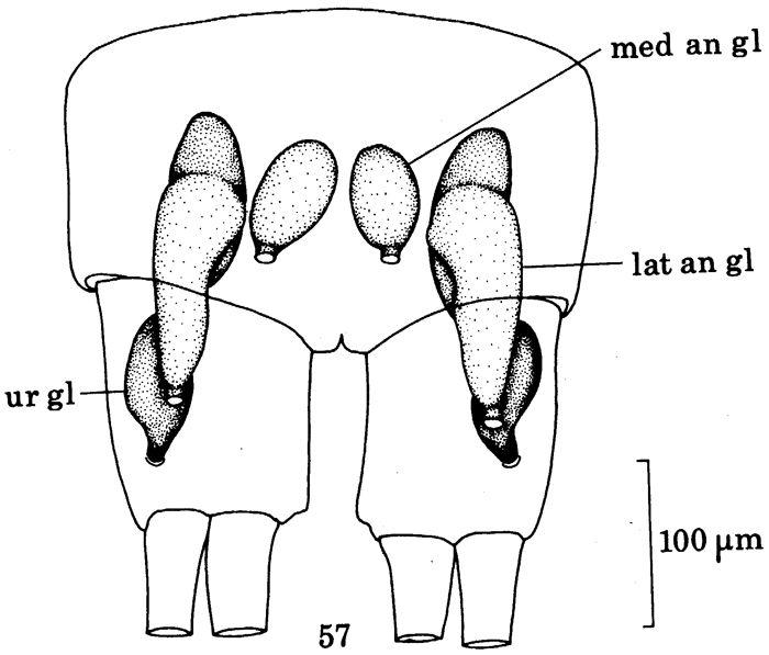 Espce Benthomisophria palliata - Planche 11 de figures morphologiques