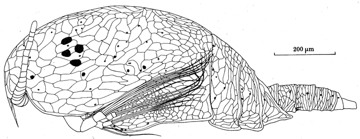 Species Benthomisophria cornuta - Plate 6 of morphological figures