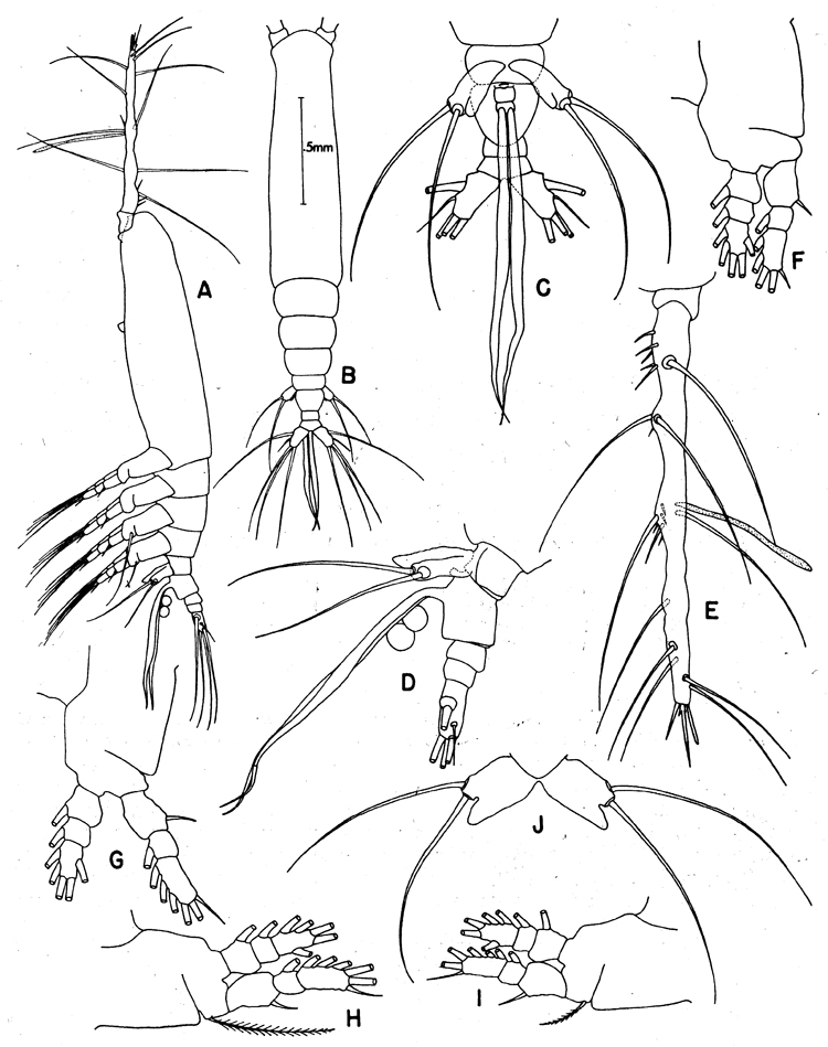 Espèce Monstrilla wandelii - Planche 1 de figures morphologiques