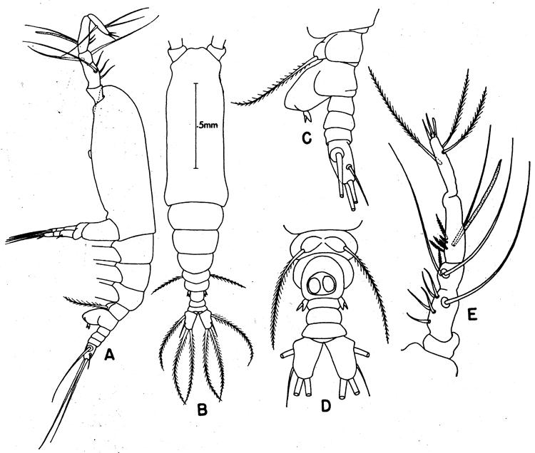 Espèce Monstrilla wandelii - Planche 2 de figures morphologiques