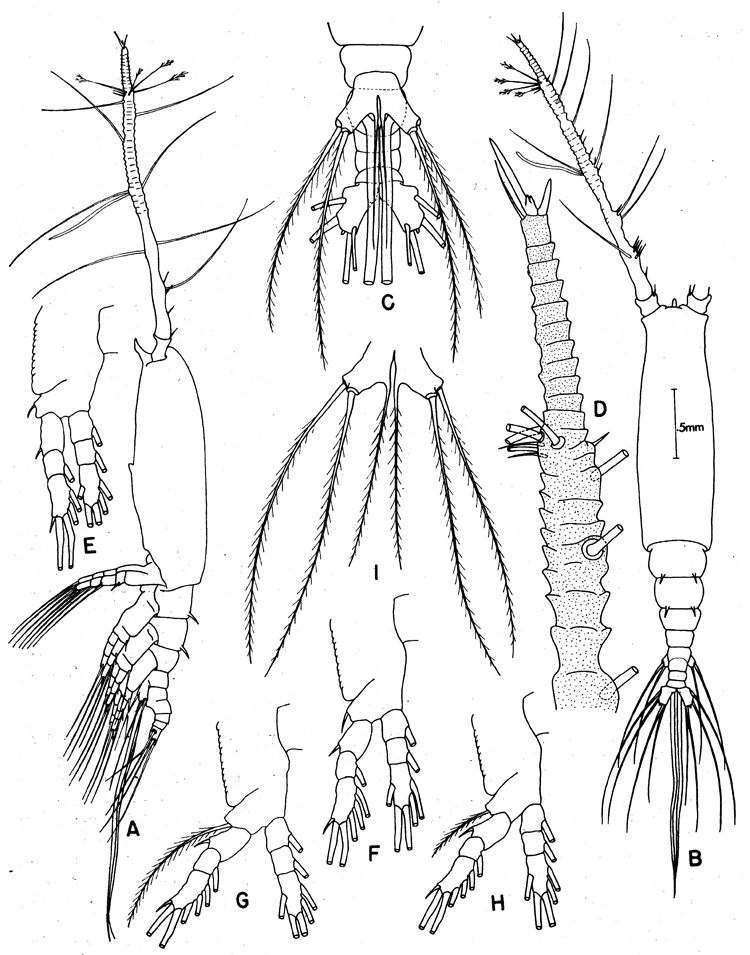 Species Monstrilla spinosa - Plate 3 of morphological figures