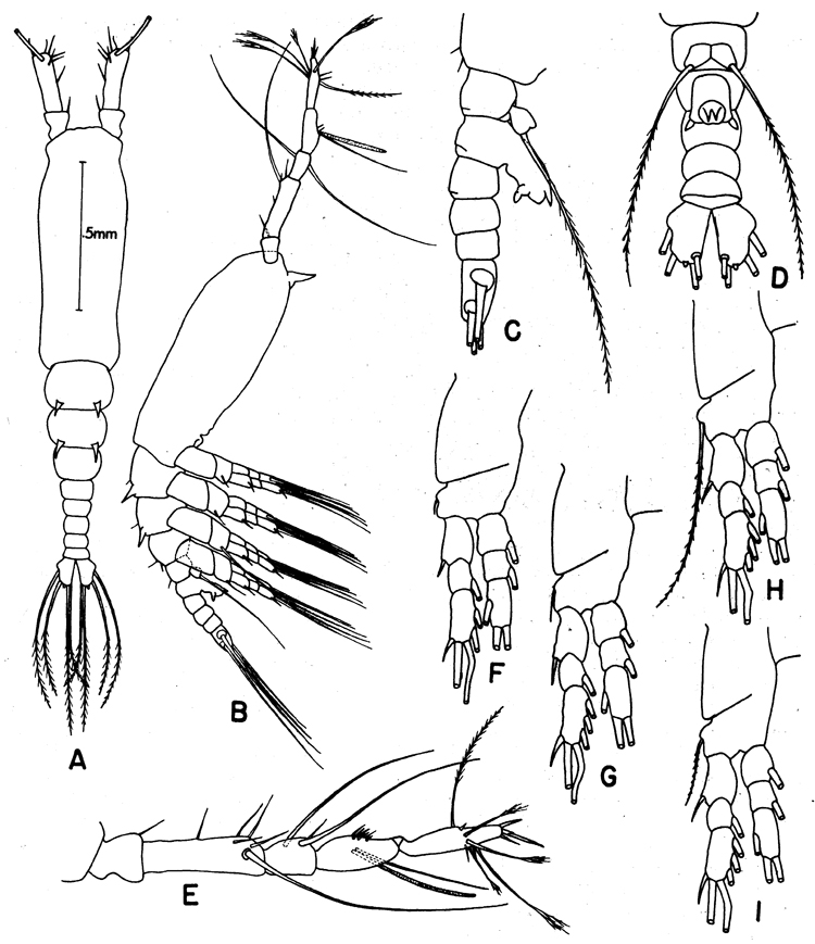 Espce Monstrilla spinosa - Planche 4 de figures morphologiques