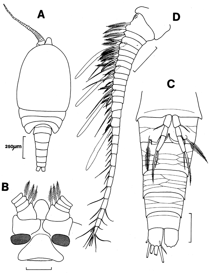 Espèce Archimisophria discoveryi - Planche 1 de figures morphologiques