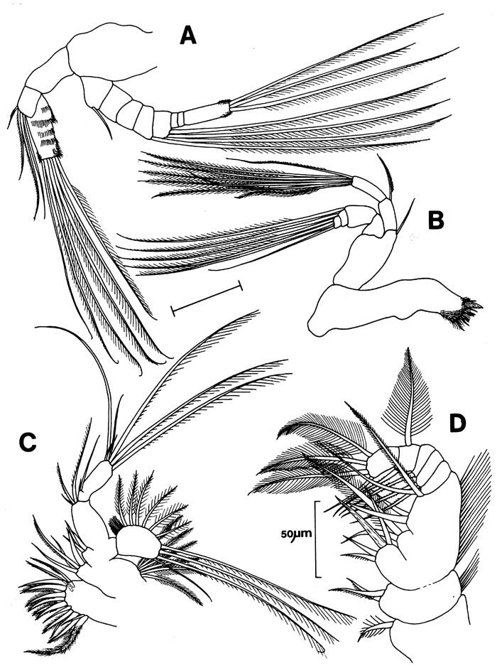 Espèce Archimisophria discoveryi - Planche 2 de figures morphologiques