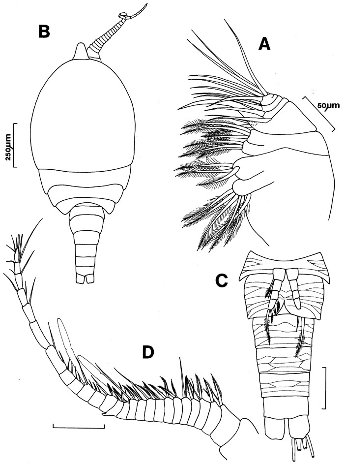 Espèce Archimisophria discoveryi - Planche 3 de figures morphologiques