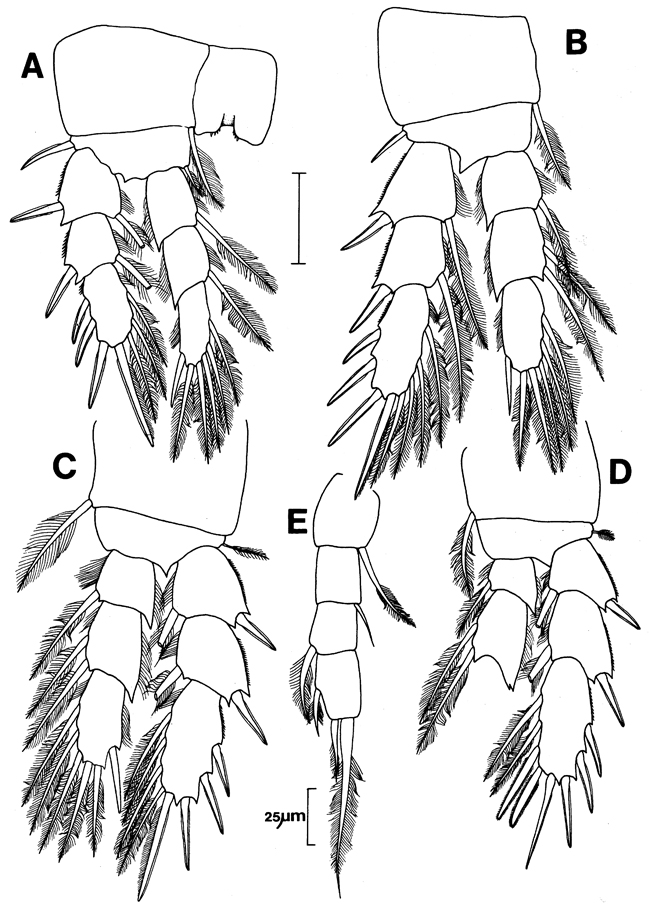 Species Archimisophria discoveryi - Plate 4 of morphological figures