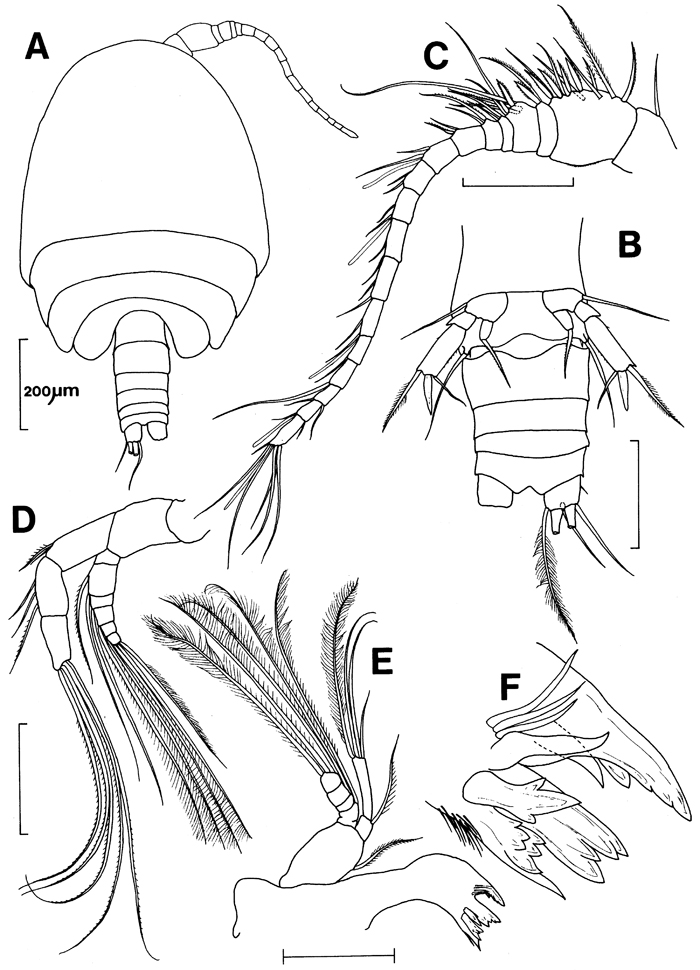 Species Misophriopsis dichotoma - Plate 1 of morphological figures