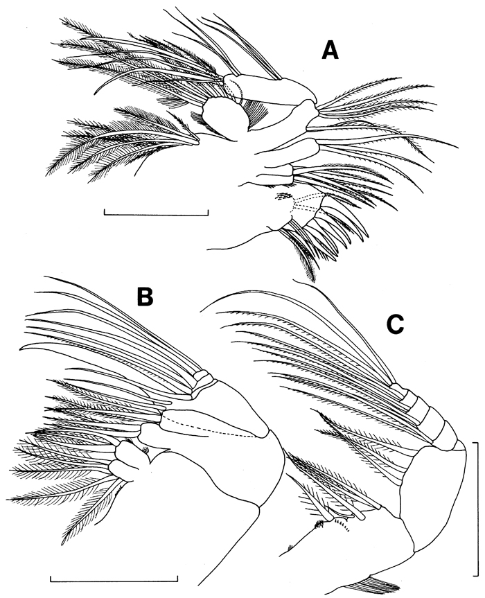 Species Misophriopsis dichotoma - Plate 2 of morphological figures