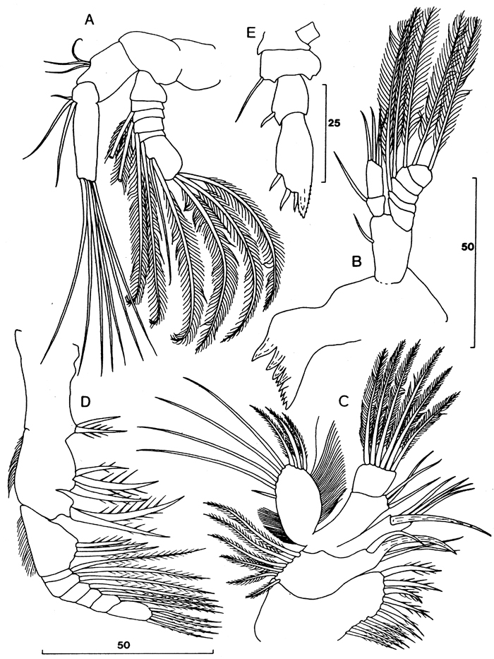 Espèce Speleophria bivexilla - Planche 2 de figures morphologiques