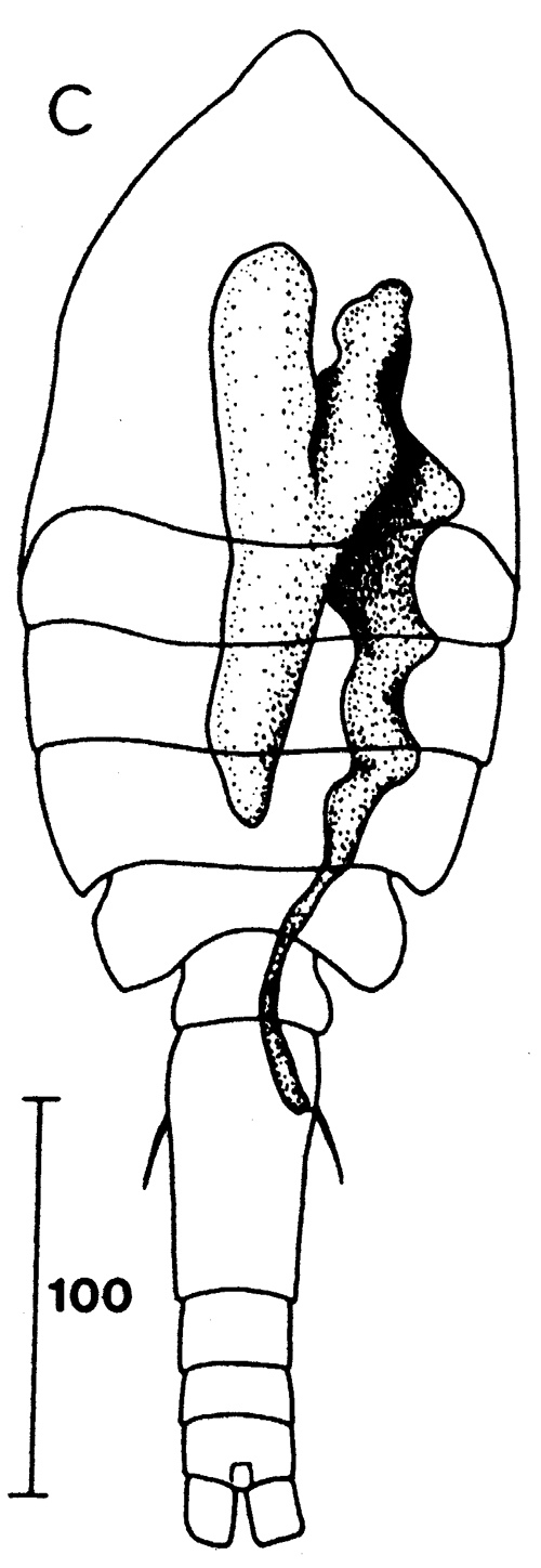 Species Speleophria bivexilla - Plate 4 of morphological figures