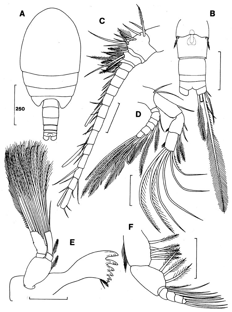 Espce Stygomisophria kororiensis - Planche 1 de figures morphologiques