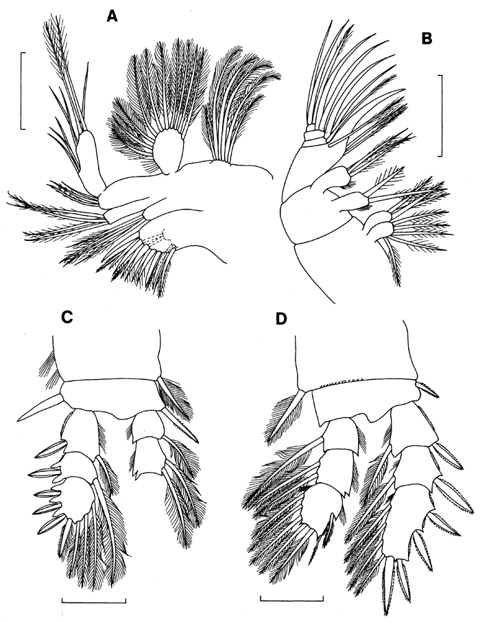 Espce Stygomisophria kororiensis - Planche 2 de figures morphologiques