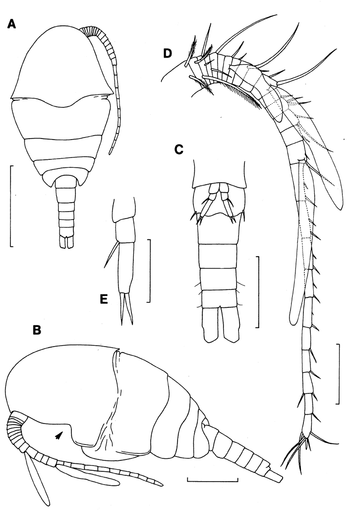 Espèce Expansophria dimorpha - Planche 1 de figures morphologiques