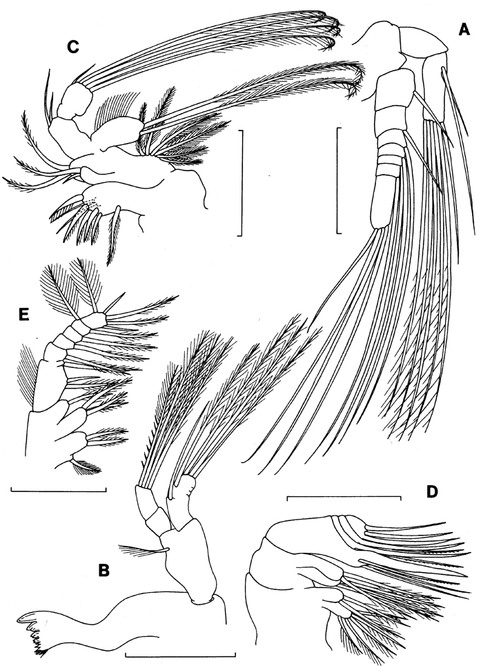 Espèce Expansophria dimorpha - Planche 2 de figures morphologiques