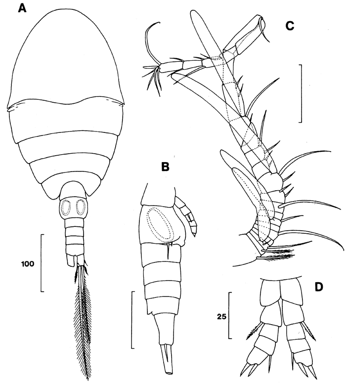 Species Expansophria dimorpha - Plate 4 of morphological figures