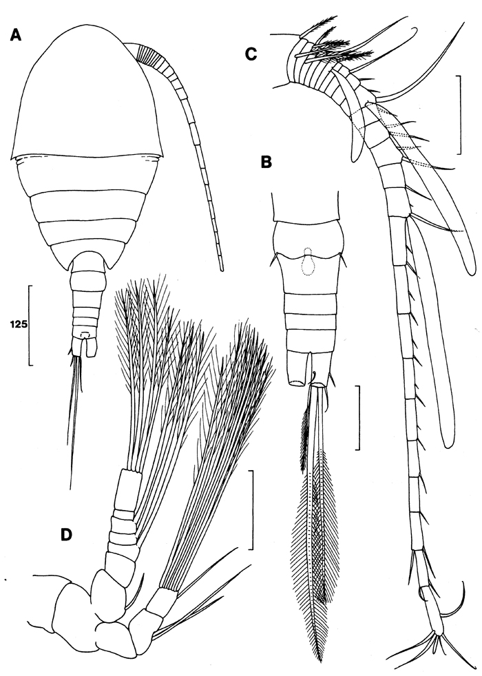 Species Expansophria apoda - Plate 1 of morphological figures