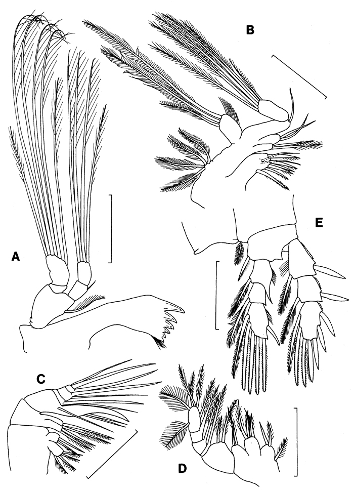 Espèce Expansophria apoda - Planche 2 de figures morphologiques
