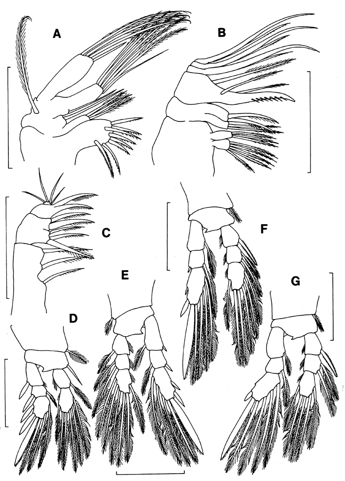Species Dimisophria cavernicola - Plate 2 of morphological figures