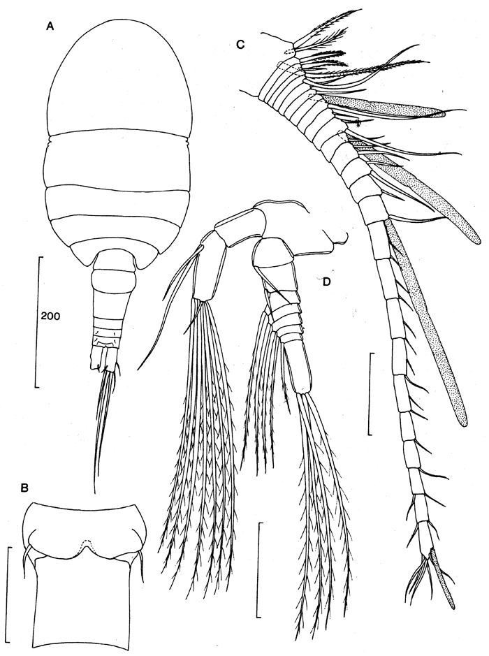 Espce Expansophria galapagensis - Planche 1 de figures morphologiques