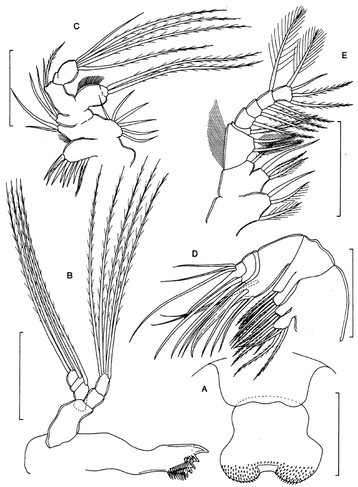Species Expansophria galapagensis - Plate 2 of morphological figures