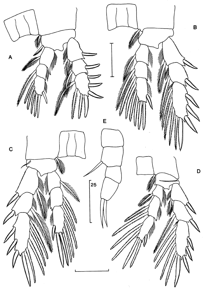 Espce Expansophria galapagensis - Planche 3 de figures morphologiques
