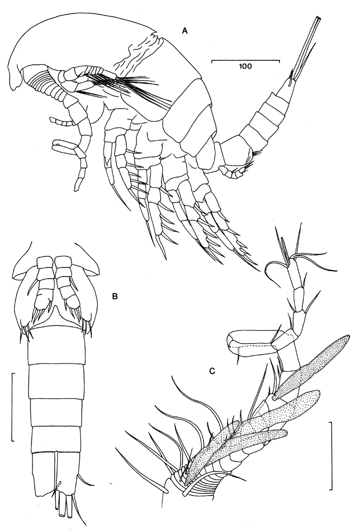 Espce Expansophria galapagensis - Planche 4 de figures morphologiques