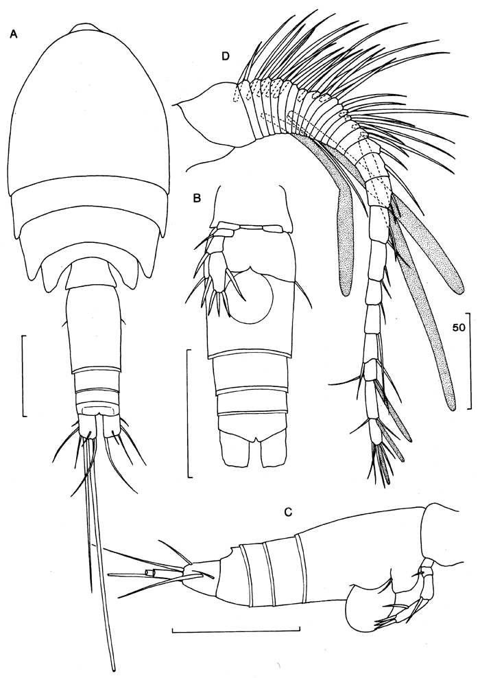 Espce Speleophriopsis campaneri - Planche 1 de figures morphologiques