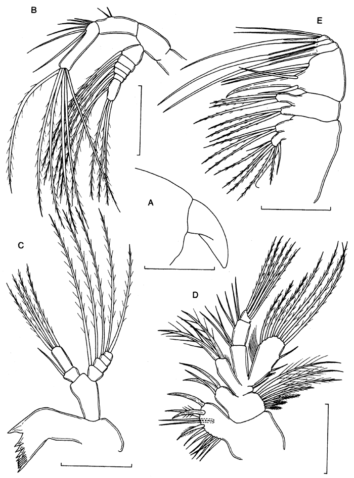 Espce Speleophriopsis campaneri - Planche 2 de figures morphologiques