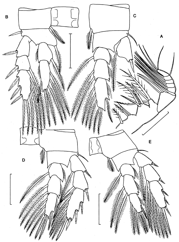 Espce Speleophriopsis campaneri - Planche 3 de figures morphologiques