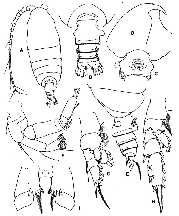 Espèce Pseudochirella pustulifera - Planche 1 de figures morphologiques