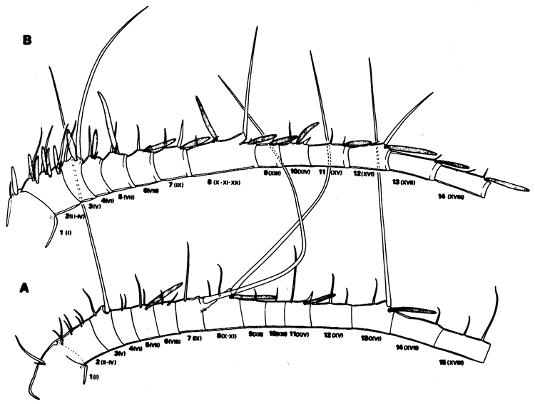 Species Euchaeta rimana - Plate 6 of morphological figures
