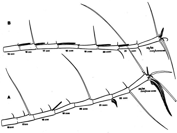 Espce Euchaeta rimana - Planche 7 de figures morphologiques