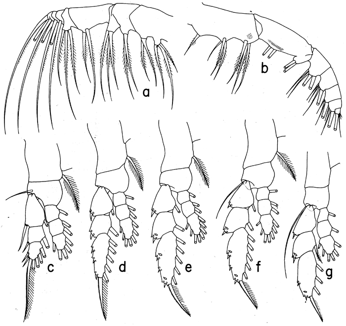 Species Euaugaptilus maxillaris - Plate 5 of morphological figures
