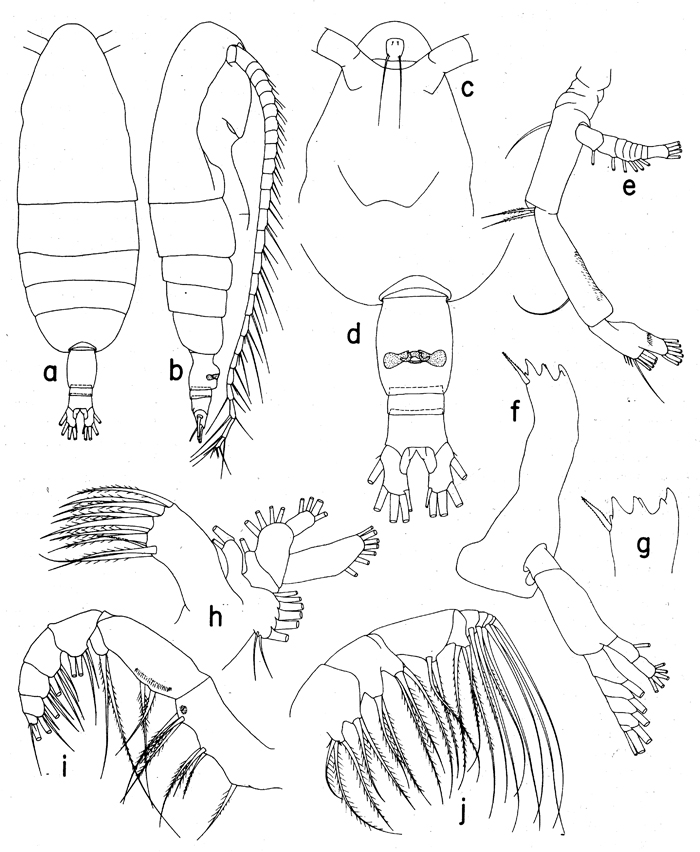 Espèce Euaugaptilus hadrocephalus - Planche 1 de figures morphologiques