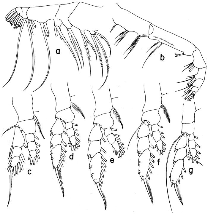 Espce Euaugaptilus perasetosus - Planche 2 de figures morphologiques