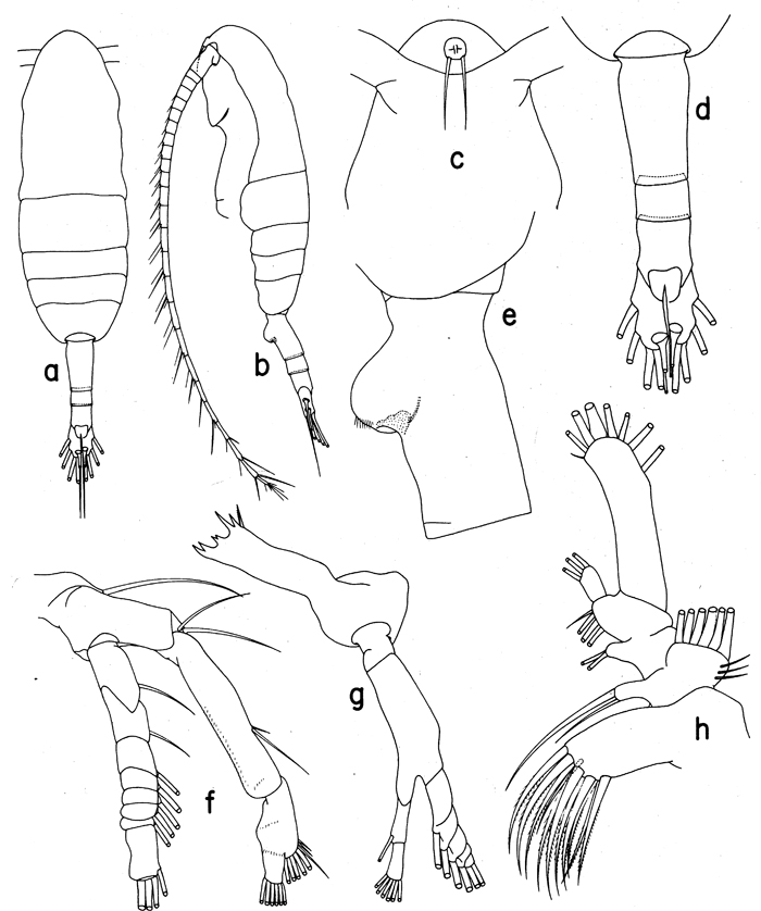 Espce Euaugaptilus aliquantus - Planche 1 de figures morphologiques