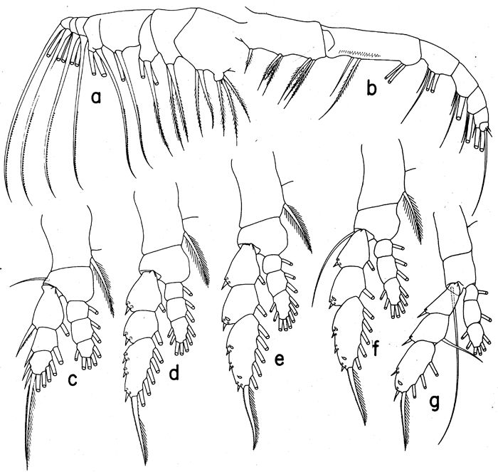 Espce Euaugaptilus aliquantus - Planche 2 de figures morphologiques
