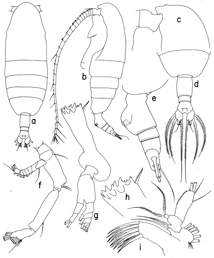 Espèce Euaugaptilus nodifrons - Planche 11 de figures morphologiques