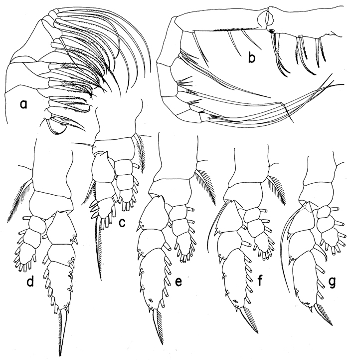 Espèce Euaugaptilus nodifrons - Planche 12 de figures morphologiques