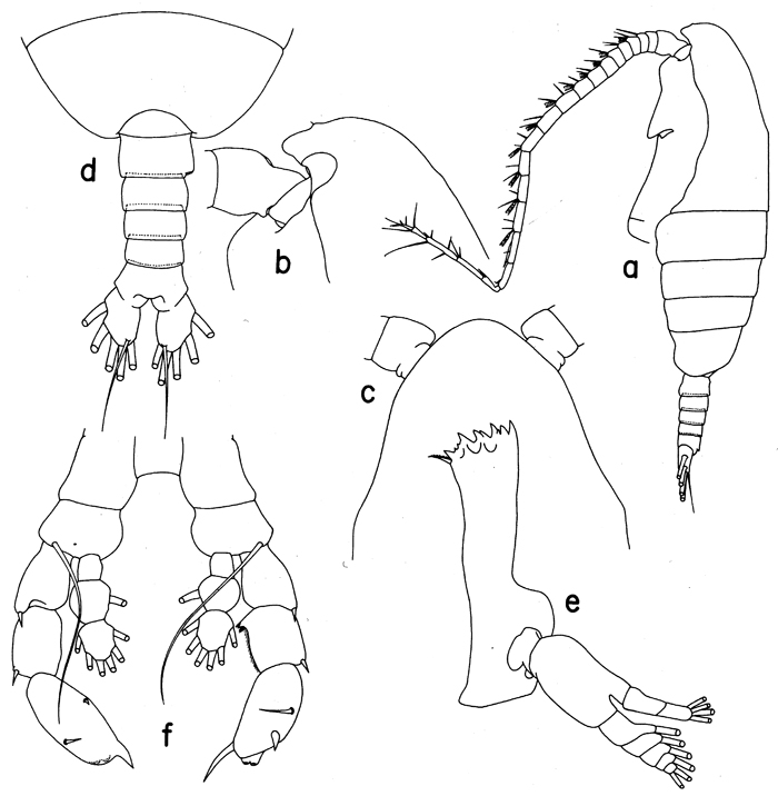 Espèce Euaugaptilus nodifrons - Planche 13 de figures morphologiques