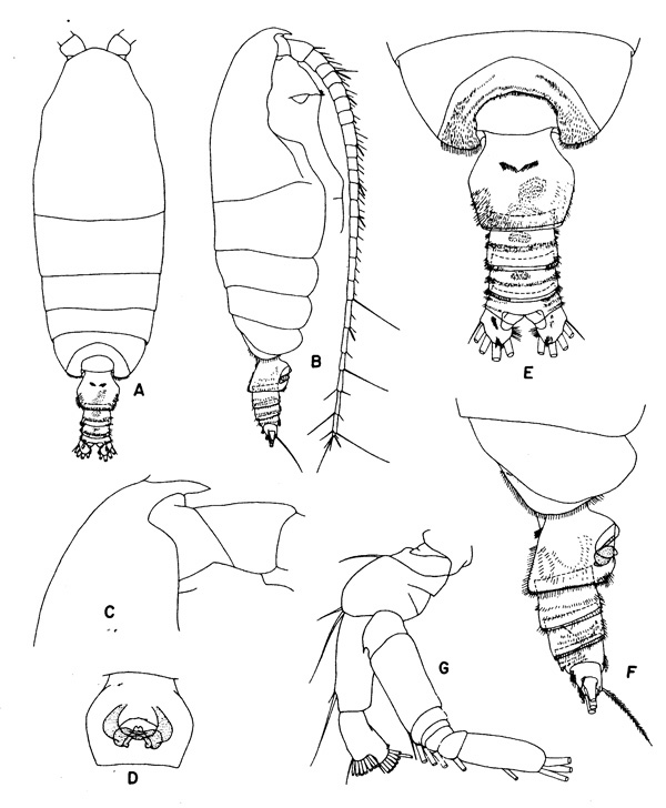 Espce Pseudochirella obtusa - Planche 2 de figures morphologiques